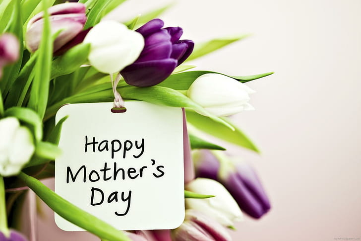 Happy mother's day, purple petal flower, holidays, mother day, flower, mom, tulip, HD wallpaper