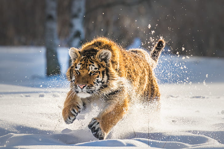 большие кошки, животные, тигр, бег, зима, снег, млекопитающие, HD обои