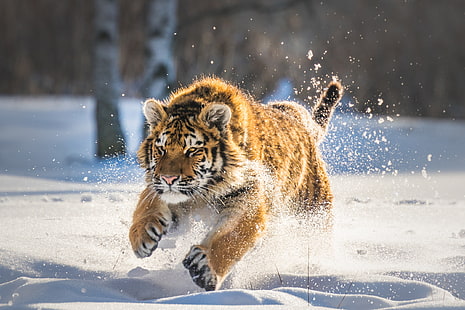 大きな猫、動物、トラ、ランニング、冬、雪、哺乳類、 HDデスクトップの壁紙 HD wallpaper