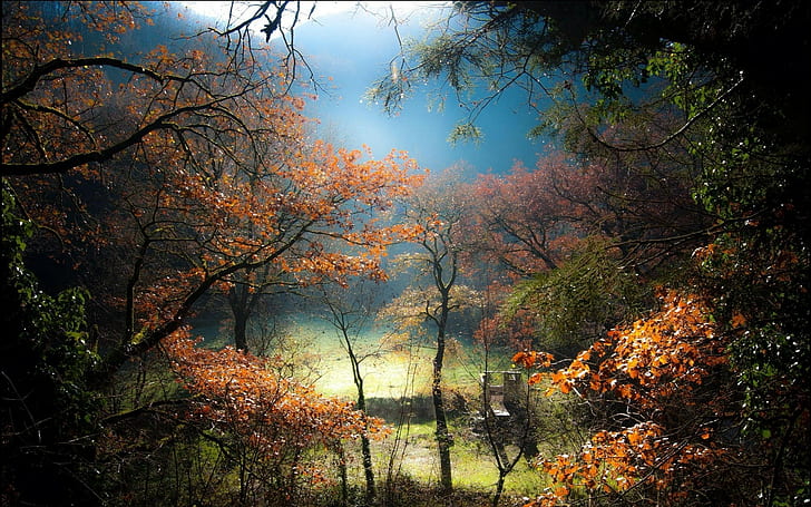 natur, landschaft, bäume, nebel, hügel, rasen, wald, HD-Hintergrundbild