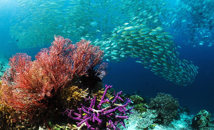Banco de peces tropicales, coral rojo, animales, mar, peces, hermoso, submarino, corales, banco de peces, Fondo de pantalla HD