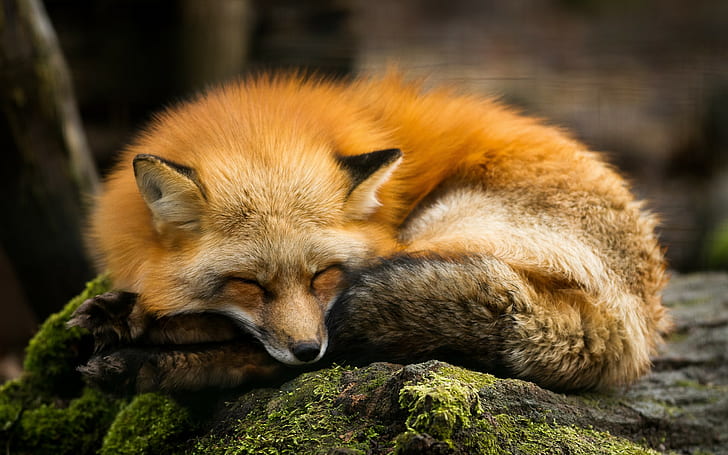 Fuchs, Natur, Tiere, schlafend, HD-Hintergrundbild