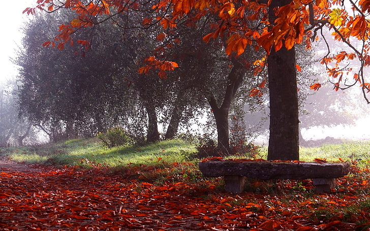 red leafed tree, nature, photography, landscape, park, fall, trees, leaves, bench, morning, mist, sunlight, HD wallpaper