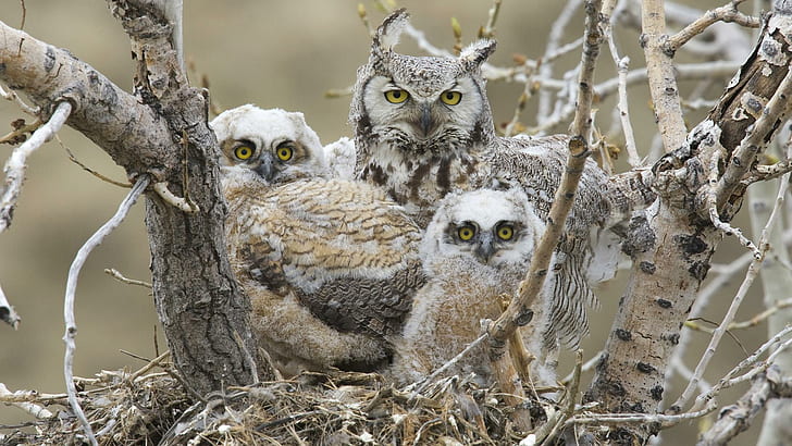 Mama Owl Her Cubs, 3 Eulen, nett, Beute, schön, Familie, Eulen, Tiere, Schnäbel, erstaunlich, Flügel, Greifvögel, Schönheit, Junge, HD-Hintergrundbild