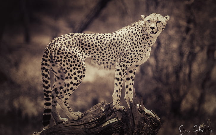 Cheetah Sepia HD, animais, chita, sépia, HD papel de parede