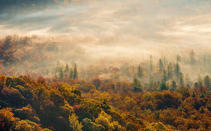 Утро, осенний лесной туман, зеленый лес фото, Утро, осень, лес, туман, HD обои