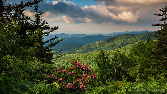 Berglorbeer, Blue Ridge Parkway, North Carolina, Frühling / Sommer, HD-Hintergrundbild HD wallpaper