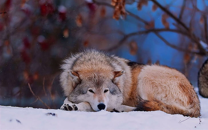 Wolf sitting down in the snow, brown-and-white wolf dog, animals, 1920x1200, snow, winter, wolf, HD wallpaper