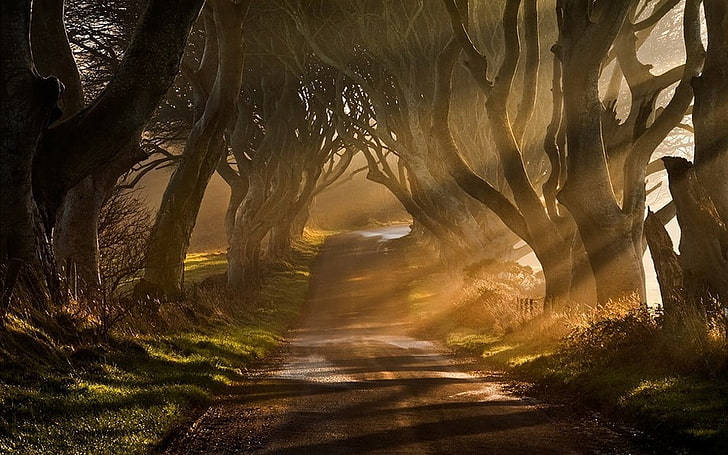 papel pintado verde del bosque 3D, naturaleza, paisaje, niebla, rayos del sol, camino, árboles, hierba, arbustos, Irlanda, camino de tierra, naranja, Fondo de pantalla HD