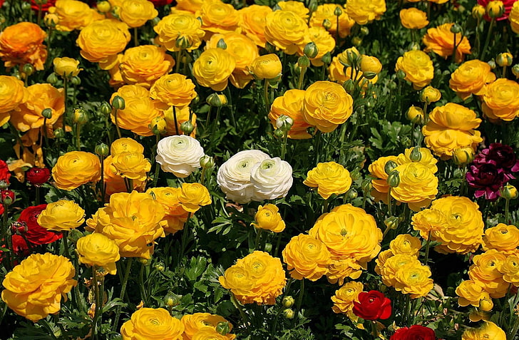 жълти и бели венчелистчета цветя, ranunkulyus, цветя, цветна леха, бели, жълти, много, HD тапет