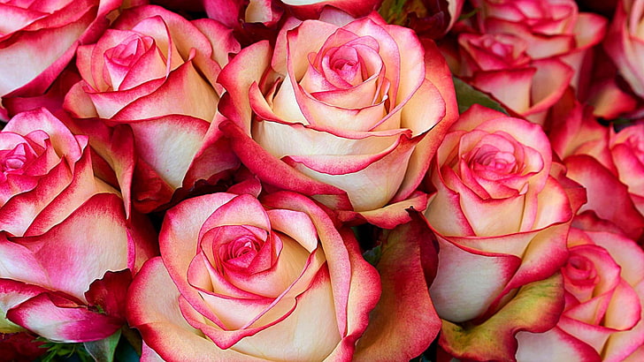 Blume, Rose, Gartenrosen, Rosa, Rosenfamilie, rosa Rosen, Blütenblatt, Nahaufnahme, Flora, Floristik, Schnittblumen, Rosa centifolia, HD-Hintergrundbild