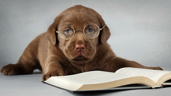 Profesor kecil, anak anjing coklat labrador, hewan, imut, gelas, anak anjing, Wallpaper HD