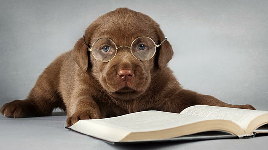 Маленький Профессор, шоколадный лабрадор ретривер щенок, животные, милая, очки, щенок, HD обои HD wallpaper