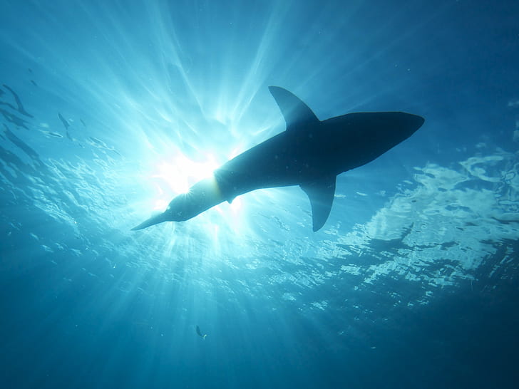 التصوير الفوتوغرافي تحت الماء للأسماك خلال النهار ، القرش الأبيض العظيم ، القرش الأبيض العظيم ، القرش الأبيض العظيم ، التصوير تحت الماء ، الأسماك ، النهار ، البحر ، تحت الماء ، الحيوان ، الطبيعة ، الحياة البرية ، الأزرق ، الغوص، خلفية HD