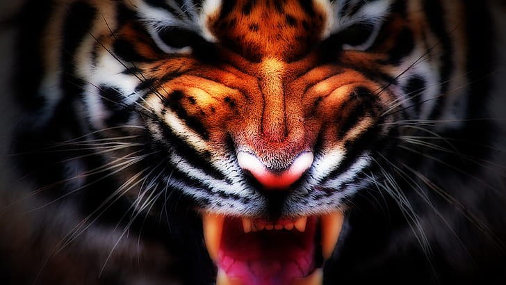 Тигр Зубы HD, черный, оранжевый и белый тигр, животные, тигр, зубы, HD обои