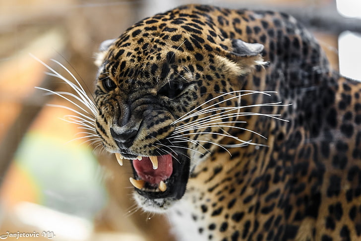 leopardo marrone, viso, rabbia, predatore, rabbia, bocca, leopardo, zanne, sorriso, aggressività, gatto selvatico, ruggito, la minaccia, arrabbiato, Sfondo HD