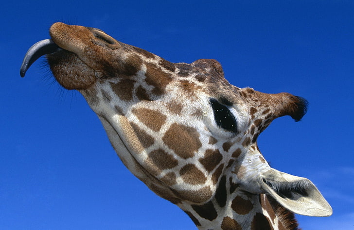 Funny Giraffe Sticking Out His Tongue, giraffe animal, Animals, Wild, Funny, Giraffe, Sticking, Tongue, HD wallpaper