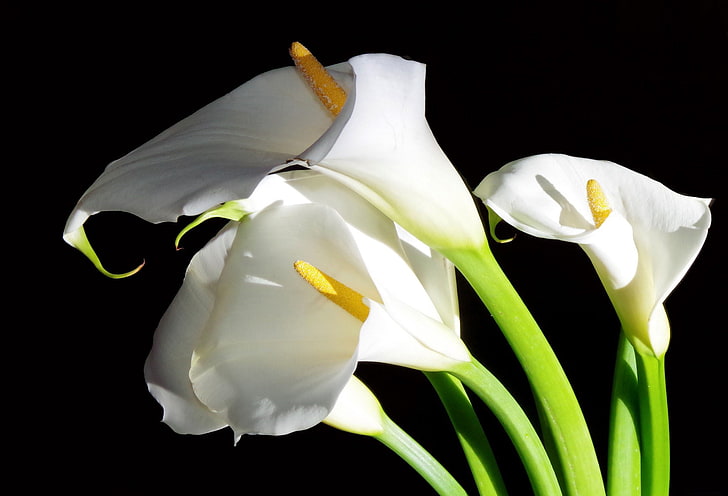 زهور بيضاء ، زهور ، بيضاء ، زنبق كالا ، خلفية سوداء، خلفية HD
