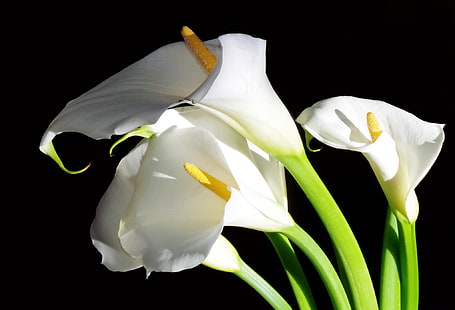 vita blommor, blommor, vita, Calla liljor, svart bakgrund, HD tapet HD wallpaper