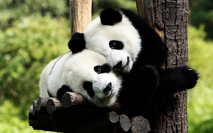 Panda Bears in Love, panda bears, bear, panda, HD wallpaper