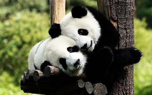 Panda Bears in Love, panda bears, bear, panda, HD wallpaper HD wallpaper