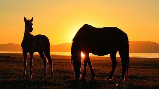 kuda, Kirgistan, Song Kul, matahari terbenam, danau, bayangan hitam, Wallpaper HD HD wallpaper