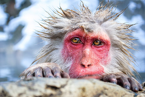 ตลกสัตว์น่ารักลิงชิมแปนซีลิง, วอลล์เปเปอร์ HD HD wallpaper