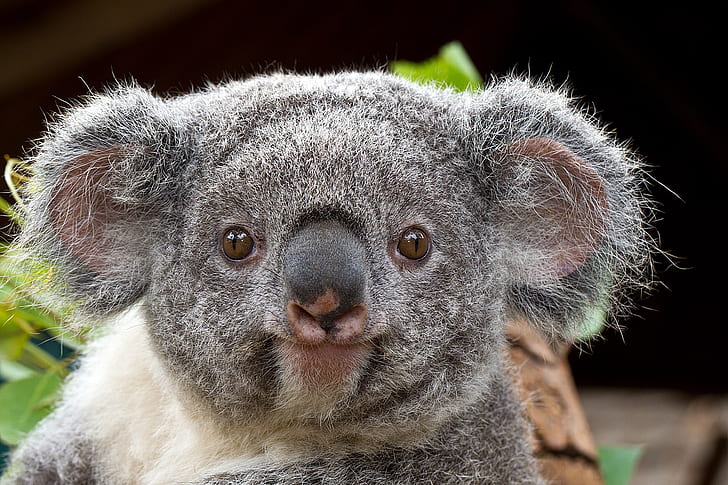 Wallpaper Cute animal koala 5120x2880 UHD 5K Picture Image