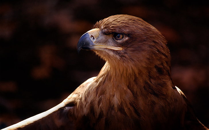 brown eagle, bird, eagle, vulture, beak, HD wallpaper
