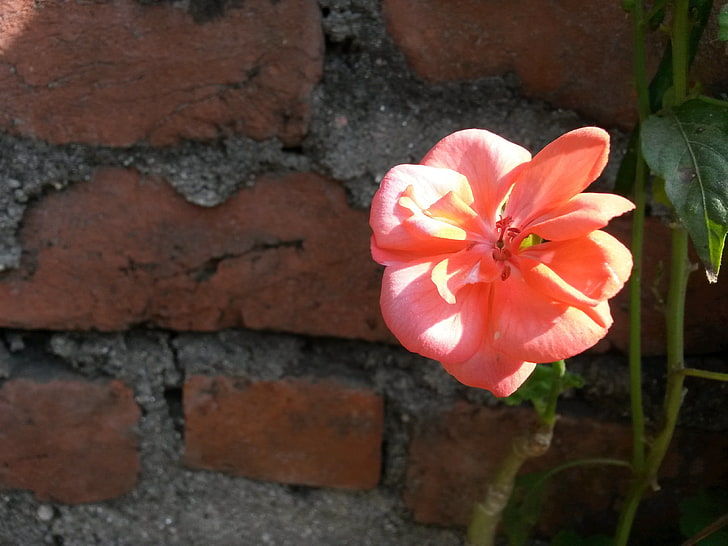 décor de fleurs rose et blanc, fleurs, macro, Népal, Fond d'écran HD