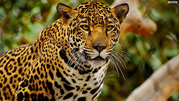 jaguar, binatang, kucing, mamalia, kucing besar, Wallpaper HD