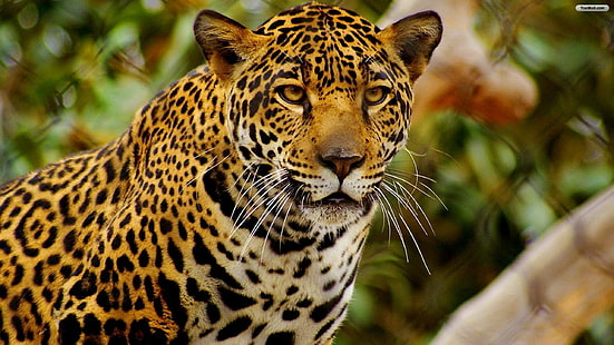 jaguars, animals, feline, mammals, big cats, HD wallpaper HD wallpaper