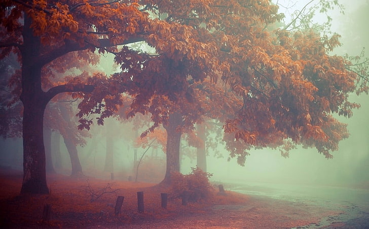 fond d'écran numérique d'arbres à feuilles orange, peinture de l'arbre vert, nature, brouillard, paysage, matin, automne, feuilles, arbres, route, Fond d'écran HD