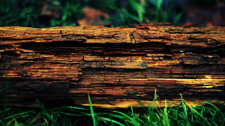 Drewno HD, natura, drewno, Tapety HD