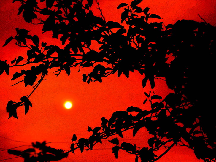 صورة ظلية أوراق الأشجار ، والعمل الفني ، غروب الشمس ، صورة ظلية ، والأوراق، خلفية HD
