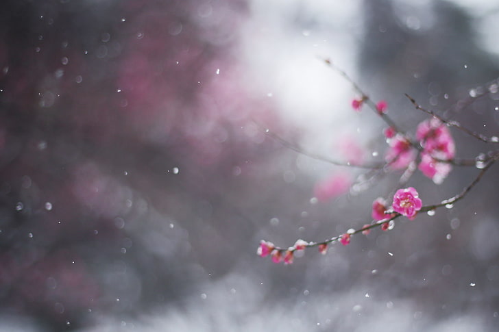 ซากุระ, ฤดูหนาว, ดอกไม้, มาโคร, หิมะ, สาขา, โบเก้, ท่อระบายน้ำ, กุมภาพันธ์, วอลล์เปเปอร์ HD