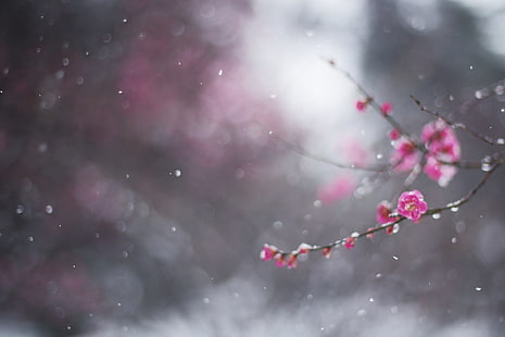 körsbärsblom, vinter, blomma, makro, snö, gren, bokeh, avlopp, februari, HD tapet HD wallpaper