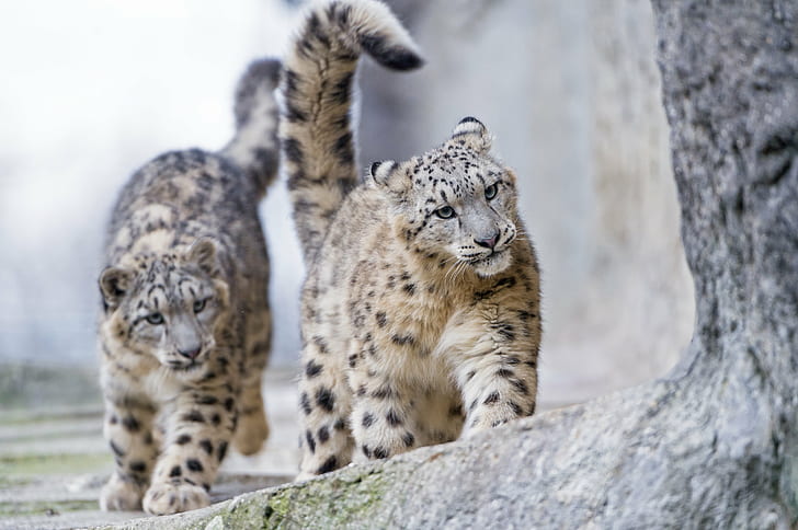 photography of two Jaguar cubs, photography, Jaguar, cubs, together, stone, rock, walking, fun, snow leopard, wild  cat, fluffy, uncia, young, cub, zoo  basel, switzerland, nikon  d4, animal, carnivore, wildlife, mammal, undomesticated Cat, animals In The Wild, nature, fur, danger, HD wallpaper