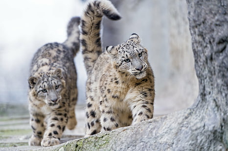 photography of two Jaguar cubs, photography, Jaguar, cubs, together, stone, rock, walking, fun, snow leopard, wild  cat, fluffy, uncia, young, cub, zoo  basel, switzerland, nikon  d4, animal, carnivore, wildlife, mammal, undomesticated Cat, animals In The Wild, nature, fur, danger, HD wallpaper HD wallpaper