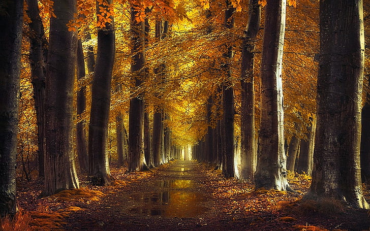 landscape, nature, puddle, leaves, trees, gold, path, fall, forest, yellow, dirtroad, HD wallpaper
