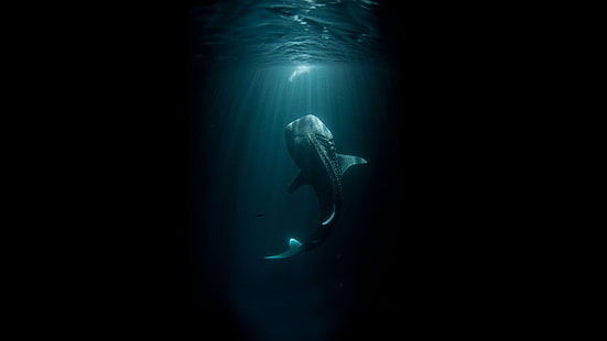 акула, животные, море, темно, под водой, HD обои HD wallpaper