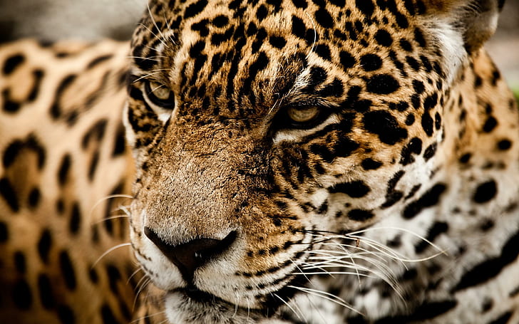Jaguar Wild Cat Muzzle 1080p, котки, 1080p, ягуар, муцуна, див, HD тапет