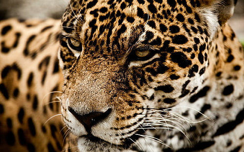 Jaguar Wild Cat Muzzle 1080p, แมว, 1080p, เสือจากัวร์, ปากกระบอกปืน, ป่า, วอลล์เปเปอร์ HD HD wallpaper