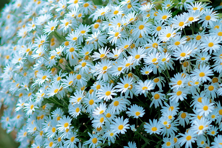 카모마일, 많은, 흰색, 흰색 꽃, 흰색, 많은, 카모마일, HD 배경 화면