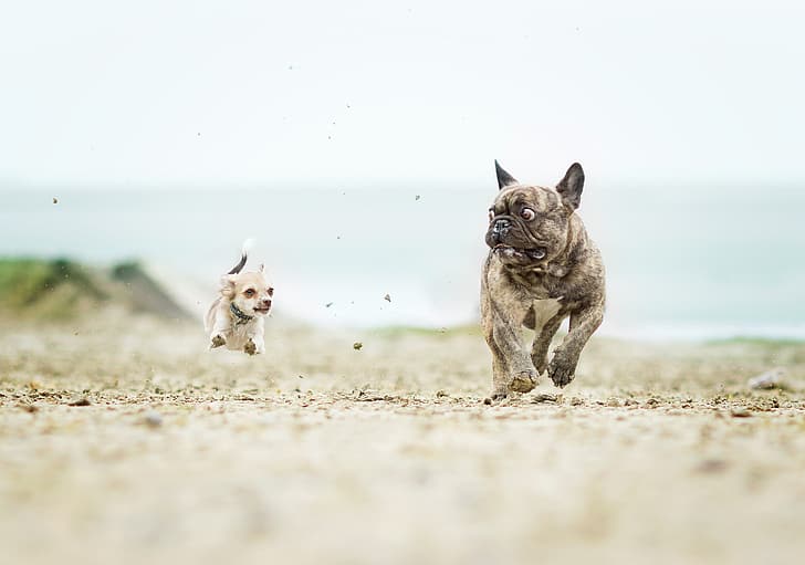dogs, Chihuahua, French bulldog, catch-up, the horror in the eyes, HD wallpaper