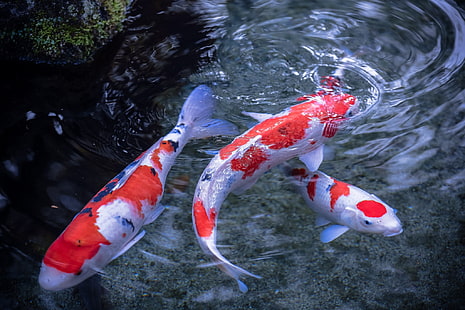 three red-and-white koi fishes, water, fish, Japanese carp, koi, HD wallpaper HD wallpaper