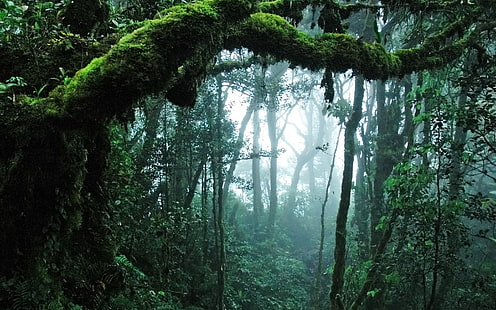 Удивительные джунгли, джунгли, природа, деревья, HD обои HD wallpaper