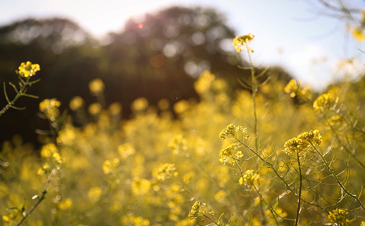 Feld voller Blumen, gelbe Blumen, Aero, Bokeh, gelb, Frühling, Blumen, golden, ländlich, Abend, Land, Sonnenlicht, Nebraska, HD-Hintergrundbild