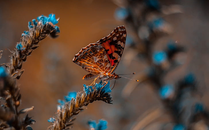 animals, nature, blue, butterfly, flowers, macro, blur, insects, 4k ultra hd background, HD wallpaper