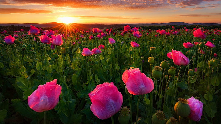 poppies, thuringia, pink poppies, germany, poppy, poppy field, sunray, nature, flower field, summer, blossom, sunset, HD wallpaper